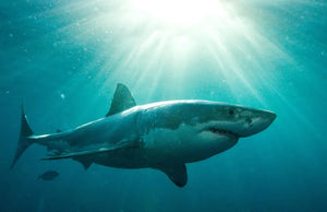 Pint for a Purpose: The Last Shark
