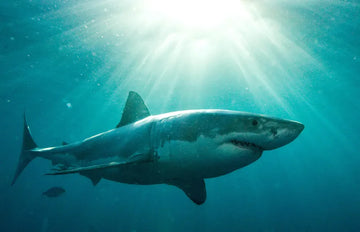 Pint for a Purpose: The Last Shark
